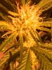 day17-bud2.jpg