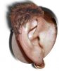 earwig1.jpg