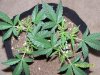 Scrog 12 008.jpg