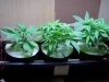 first grow 007.jpg