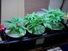 first grow 008.jpg