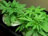 first grow 011.jpg