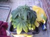dsc00455.jpg