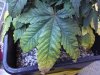 dsc00456.jpg