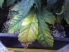 dsc00458.jpg