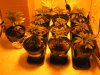 Grow set up 004.jpg