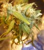 Bud 1.jpg