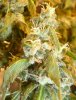 Bud 2.jpg