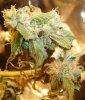 Bud 3.jpg