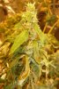 Bud 4.jpg