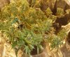 Plant.jpg
