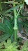 broken plant.jpg
