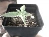Snapshot_20121006_2.JPG