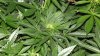 day 14 flower 018.jpg