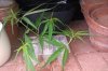 cuttings in water pic1 a.jpg cuttings in water pic1 a.jpg