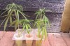 cuttings in water pic2.jpg cuttings in water pic2.jpg