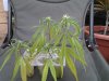 cuttings in water pic3 anow.jpg cuttings in water pic3 anow.jpg