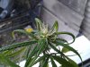 cuttings in water pic3 flowering now.jpg cuttings in water pic3 flowering now.jpg
