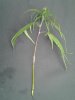 cuttings in water pic6 n roots.jpg cuttings in water pic6 n roots.jpg