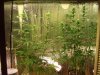 Durban Poison 001.jpg