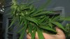 canna1.jpg