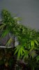 canna3.jpg