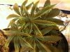 Marijuana_early def.jpg Marijuana_early def.jpg
