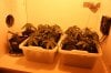 2012-08 Two weeks under 450W.jpg