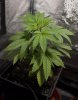 plant1a.jpg plant1a.jpg