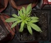 plant3b.jpg plant3b.jpg