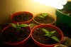 100_2797.jpg