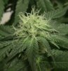 day23-aos6bud2.jpg