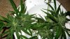 bud1.jpg