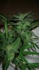 bud3.jpg
