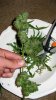 bud4.jpg