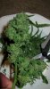 bud5.jpg