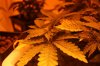 2012-10-sog_veggies 1.jpg