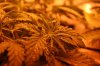 2012-10-sog_veggies 2.jpg