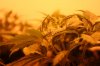 2012-10-sog_veggies 3.jpg