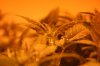 2012-10-sog_veggies 4.jpg