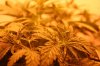 2012-10-sog_veggies 7.jpg