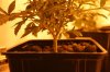 2012-10-dual_trunk 2.jpg