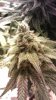 FLOWERING WEEK 7.jpg FLOWERING WEEK 7.jpg