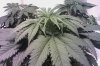 IMAG0003.jpg
