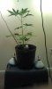 IMAG0523.jpg
