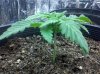 afghani.jpg afghani.jpg