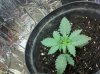 skunk auto3.jpg skunk auto3.jpg