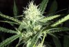 Day-29-flower-I-thinkc5.jpg