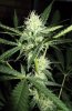 Day-29-flower-I-thinkc3.jpg