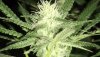 Day-29-flower-I-thinkc2.jpg